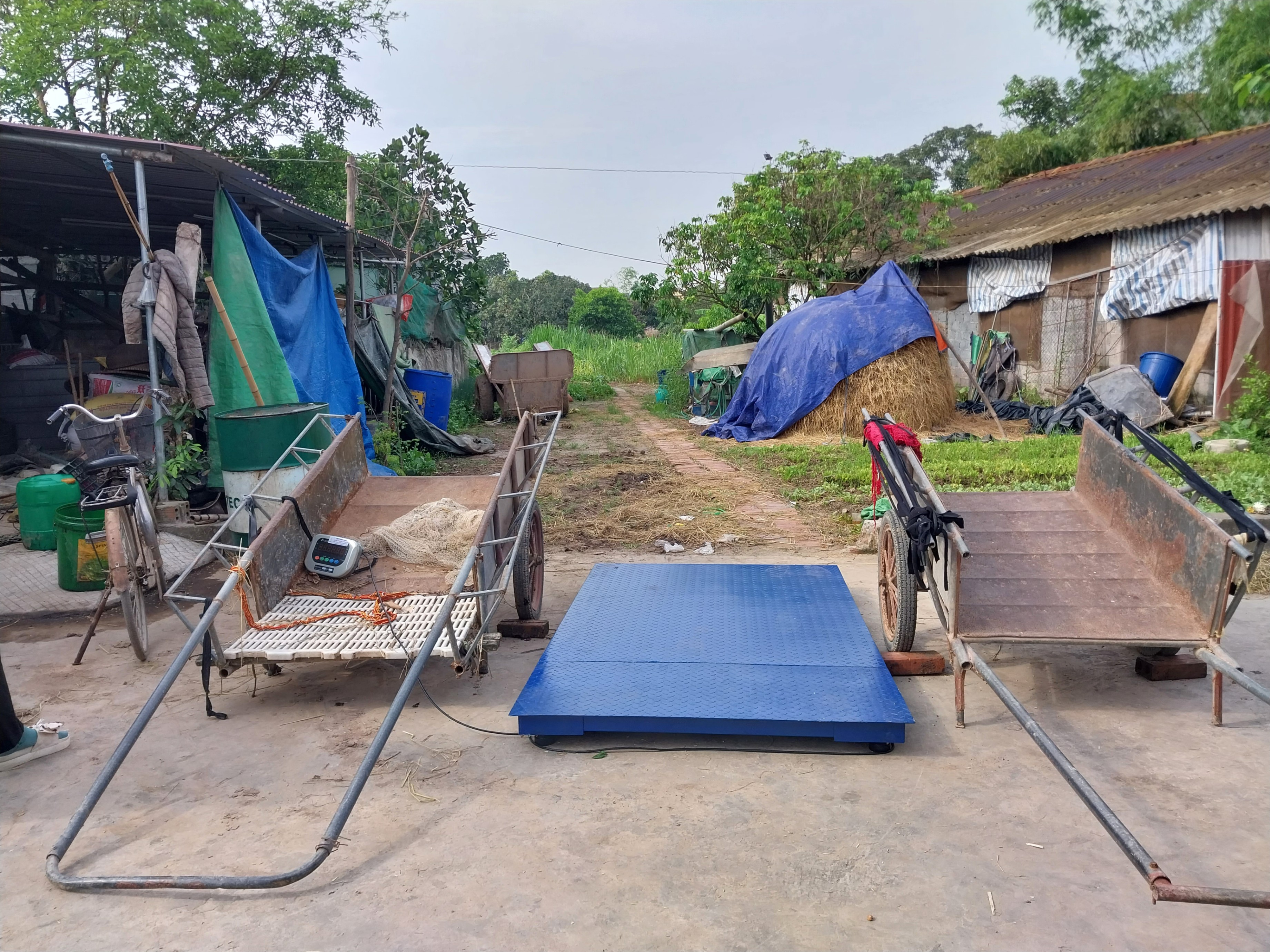 CÂN ĐỘNG VẬT - CÂN BÒ - 2 TẤN